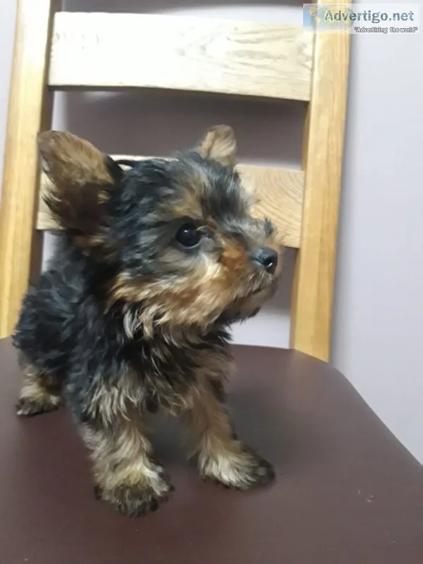 Males female $1500 parti yorkie 8 weeks
