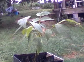 Black walnut trees