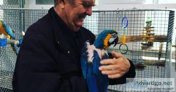 Pawleys Island SC Blue and Gold Macaw parrots 4 rehoming