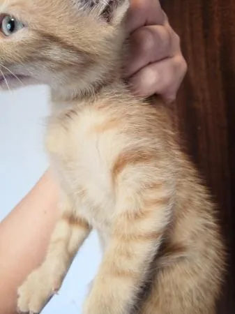 Male ginger kitten fully vaccinated 