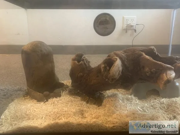 Ball python and enclosure