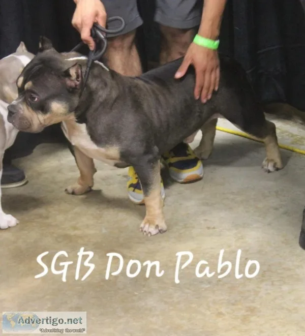 American bully