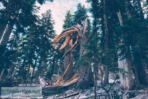 Tree Pruning Service Near Me