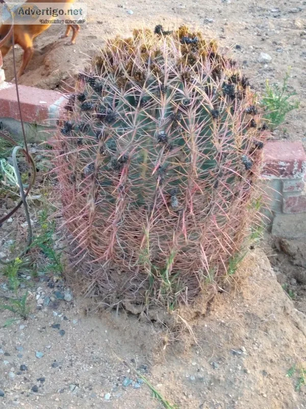 Compass  cactus  Golden Barrel Cactus