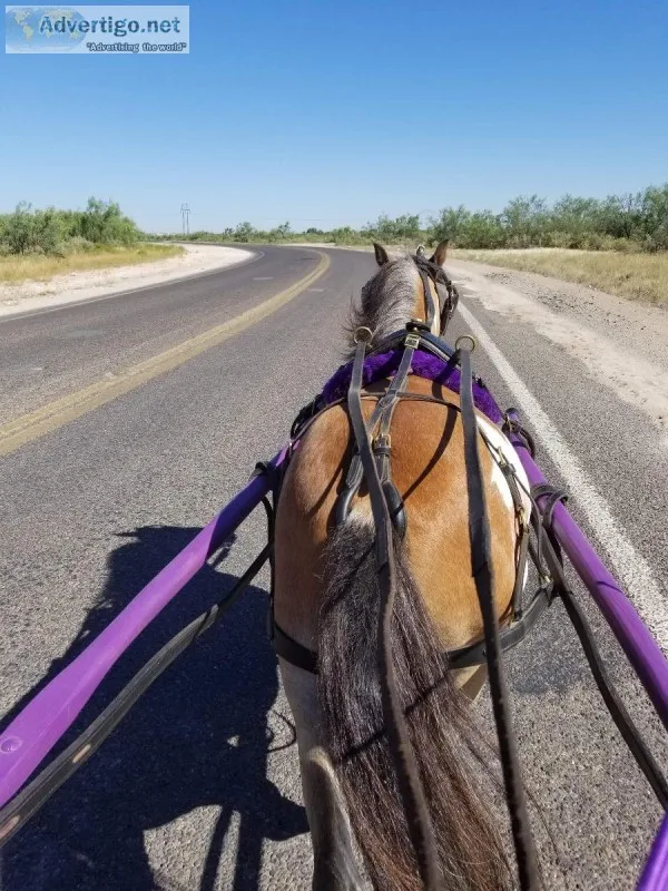 Pony cart training