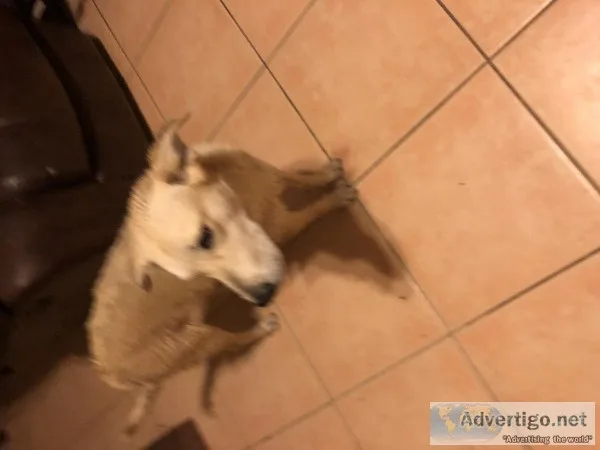 Male and female dog