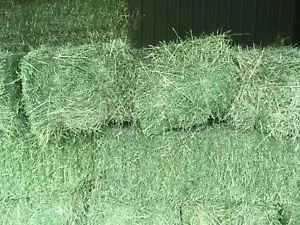 Quality Lucerne Hay for sale