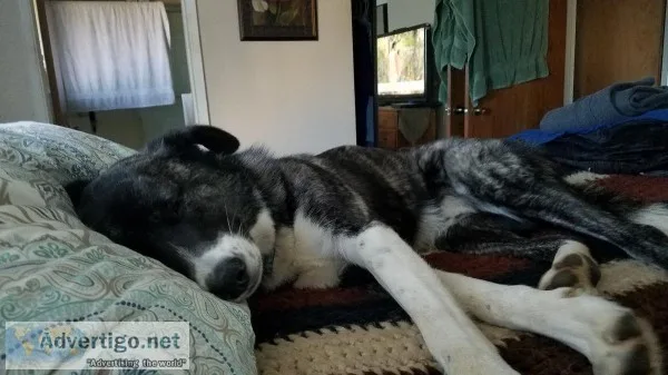 Lost Husky Mix at Trinidad Head