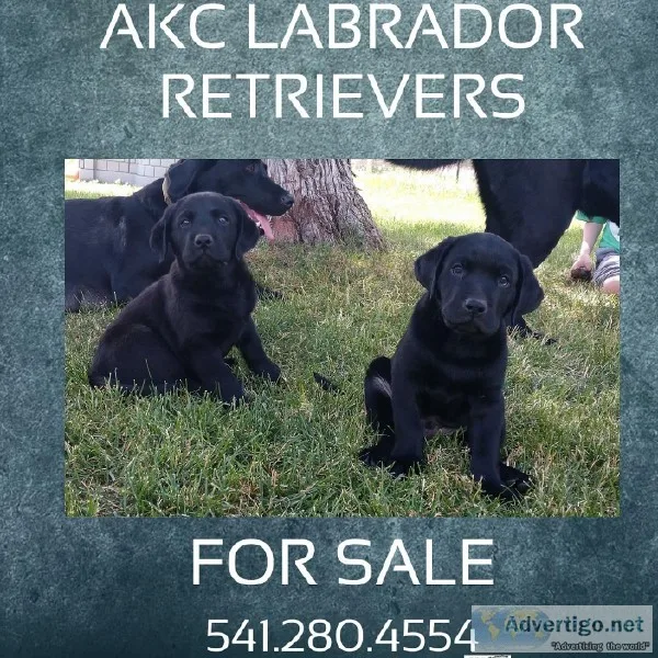 AKC English Labrador Retriever puppies