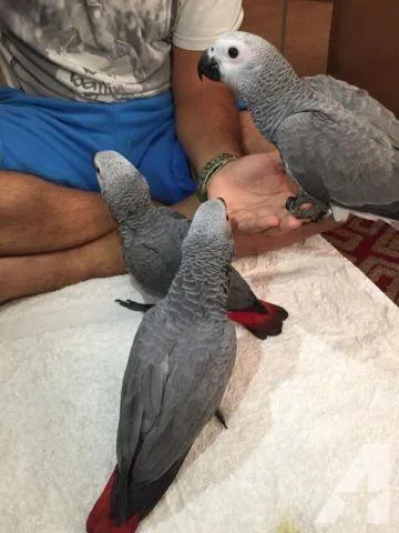 Quincy MA African Grey parrots-4-Rehoming