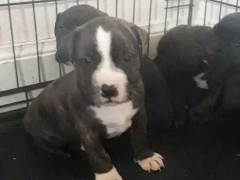 Beautiful Staffordshire Bull Terrier Puppies