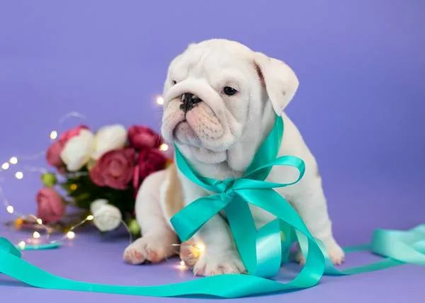 Lovely akc english bull dog 