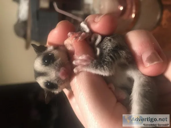 Female sugar glider