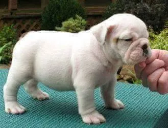 English bull dog pups available