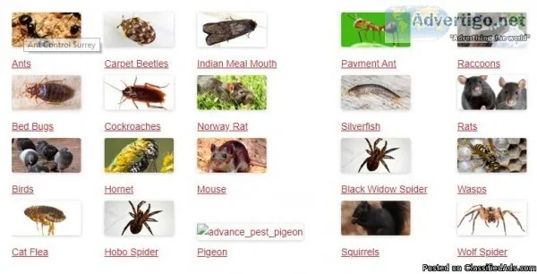 Bed Bug Control in Burnaby  Advance Pest Control Inc.