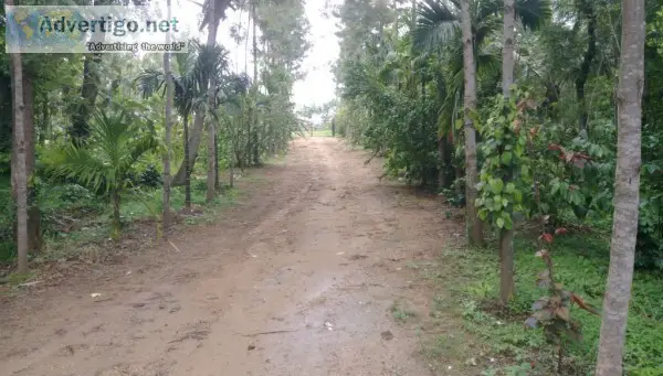60 Acres of Agriculture Land for sale in Belur Hassan