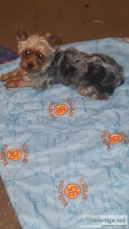 Yorkie male