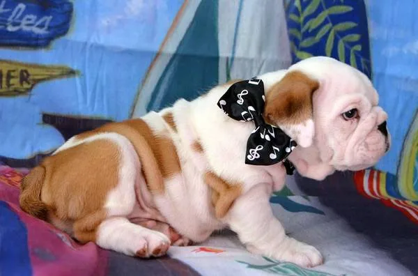 English bulldog puppies ready