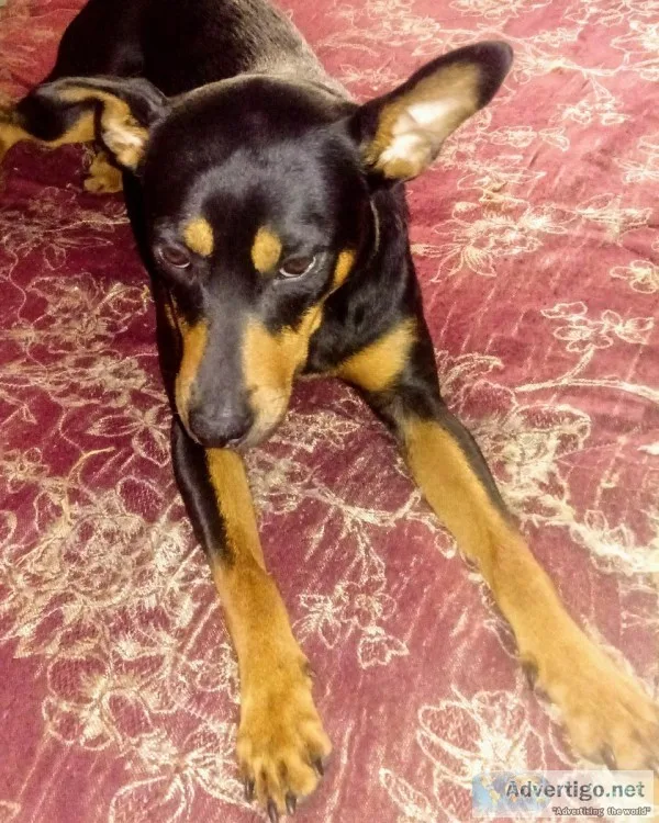 Missing pet