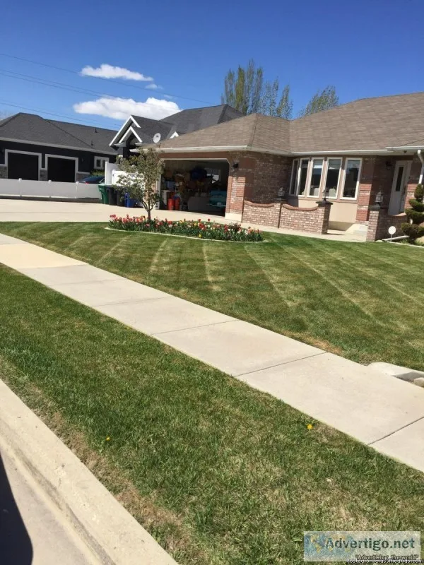 Lawn care and tree services