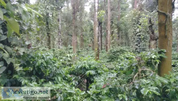 2 Acres of Coffee Plantation for sale in Sakleshpur