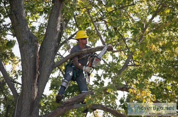Tree Trimming Service  Charles Tree Services