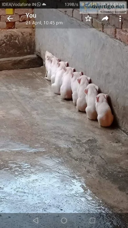 For Pig farming investors