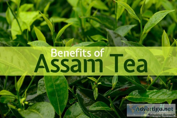 Best Quality Assam Tea Brand in UK-Halmari Tea.