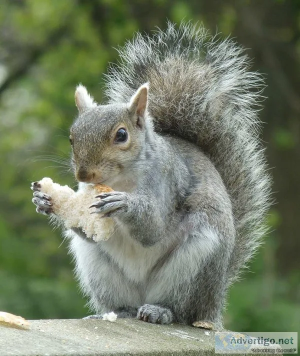 Know How To Remove Squirrel From The Lawn