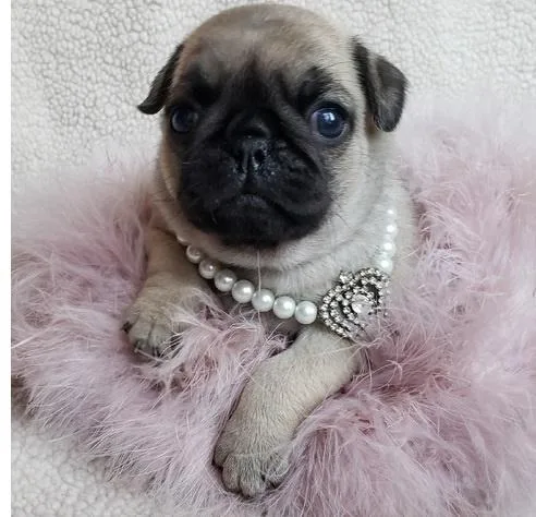Akc Pug Puppies