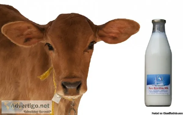 Buy Pure and Fresh Cow Milk from our Farms  Gouamrit