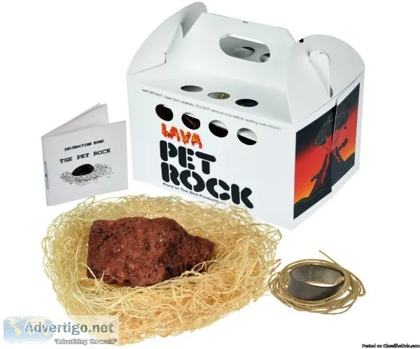Amazing Pet Rocks with walking Leash