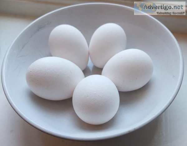 Egg Poultry Farm in Tamilnadu  Egg Manufacturers Namakkal