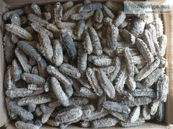 Sea horses and sea cucumbers for sales