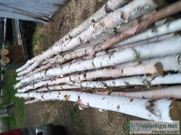 Birch poles