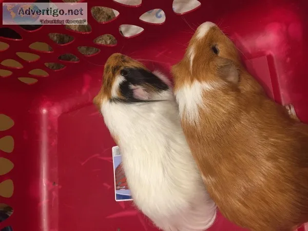 2 male Guinea Pigs and cages