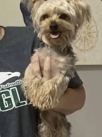 Miniature Yorkie
