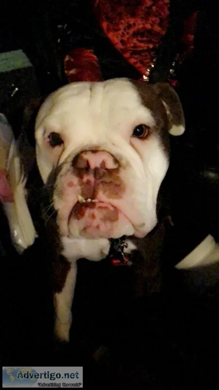 Olde English Bulldog