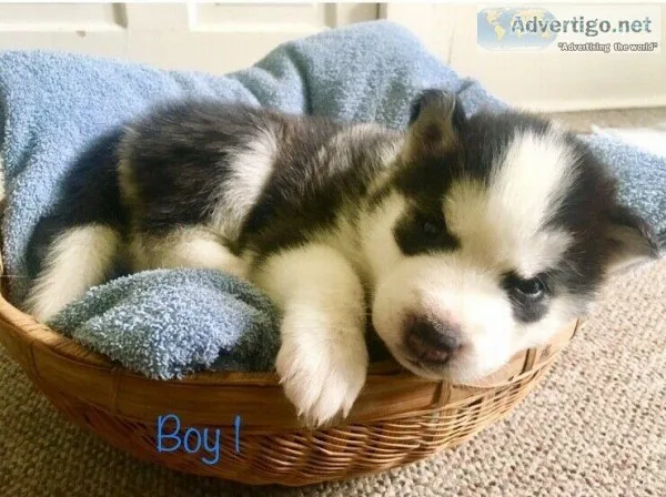 Siberian husky puppies for sale
