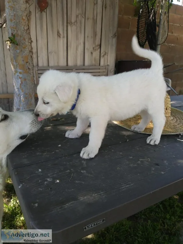 White German shepherd
