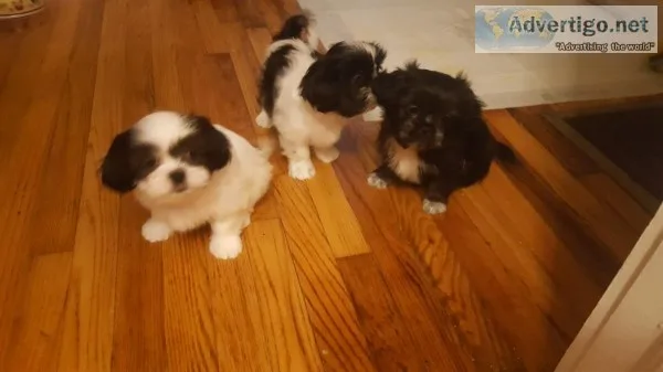 Puppies for sale. Shih- Tzu breed .