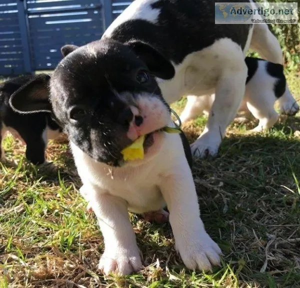French Bulldog Puppies