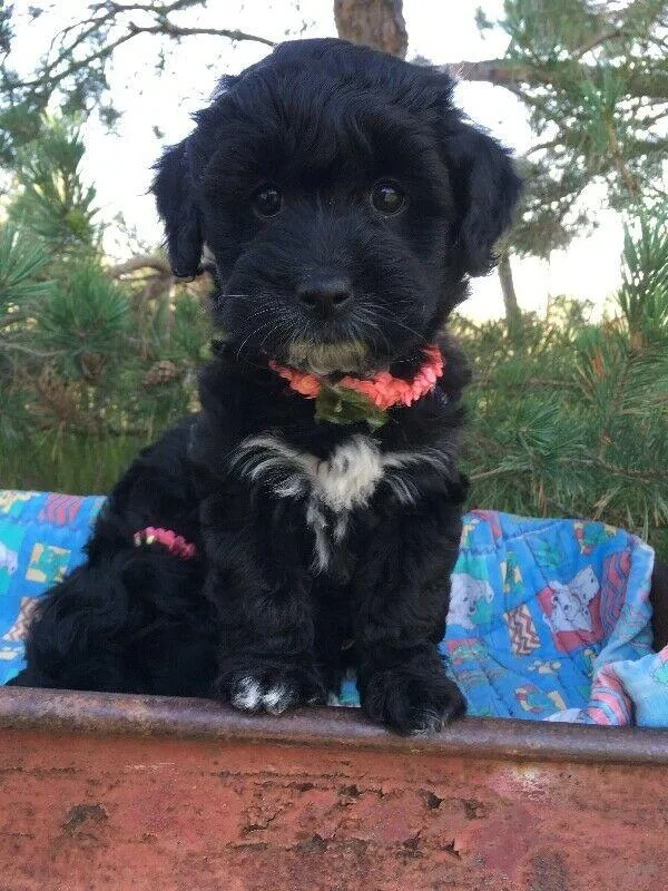 Lhasapoo puppies