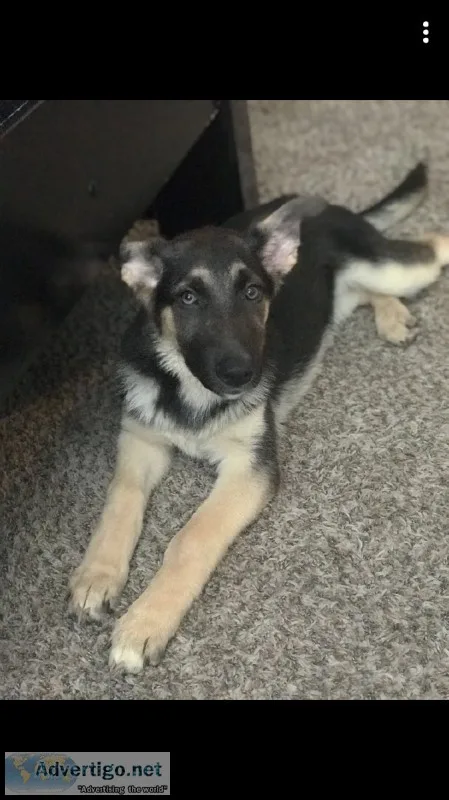 German Shepherd Mixed w Husky