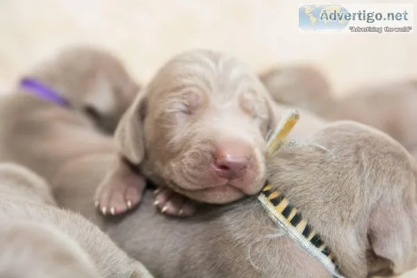 Weimeraner pupies