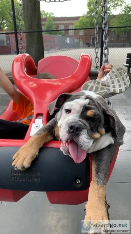 Blue Tri English Bulldog Female