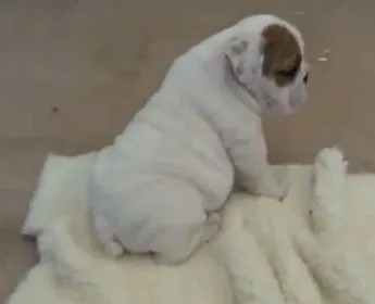 Dog for sale