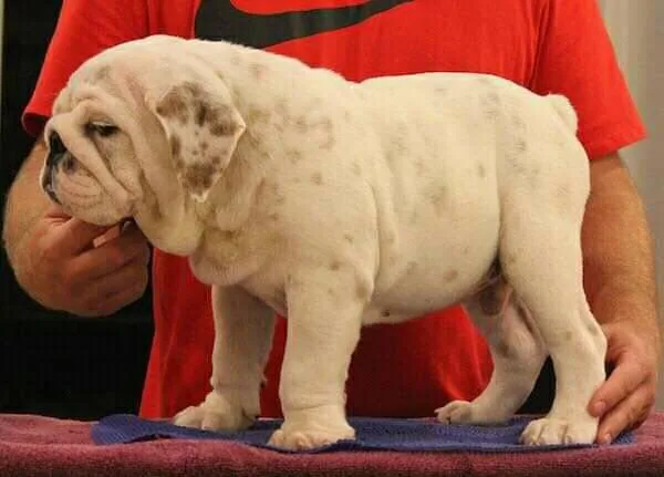Dog for sale