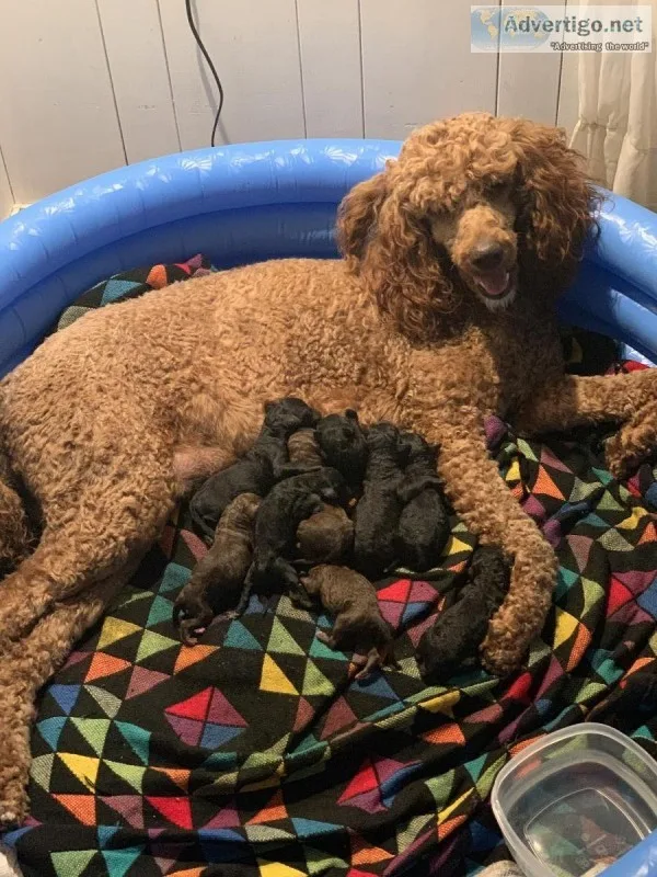 STANDARD POODLES