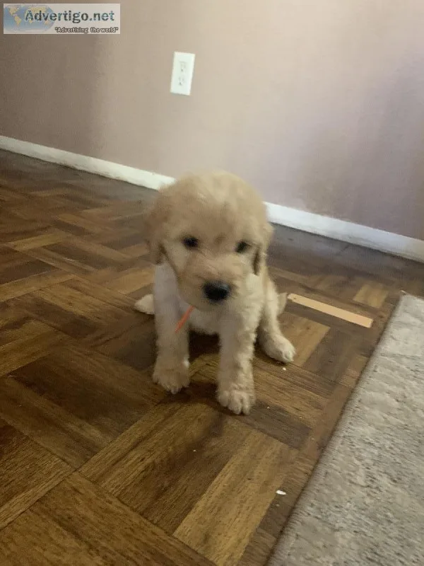 Golden doodle